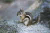 Chipmunk-RMNP4.jpg (25804 bytes)